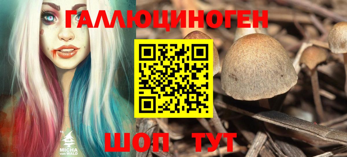 Галлюциногенные грибы Psilocybe Урус-Мартан